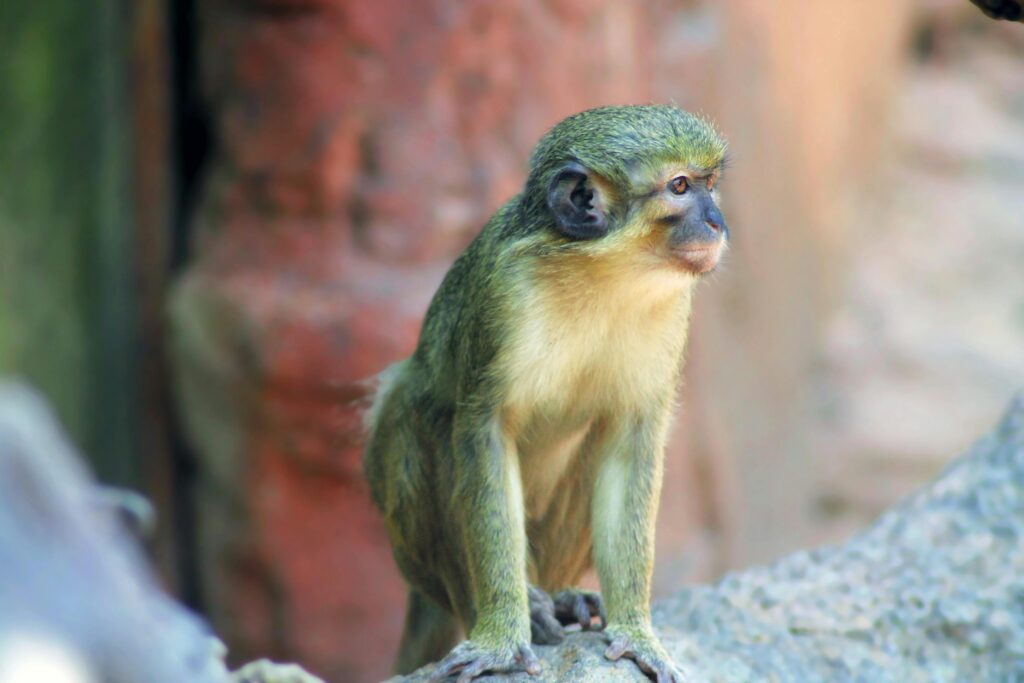 A green monkey sits on a rock in its natural habitat with a blurred background.