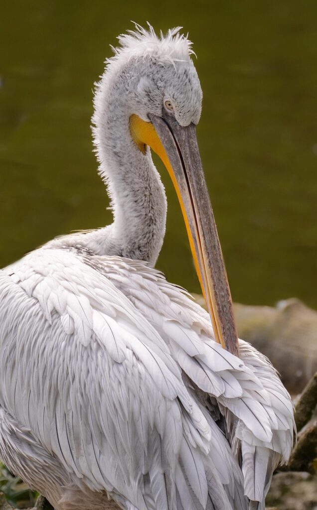 pelican, bird, water bird, schabel, nature, plumage, wildlife, zoo salzburg