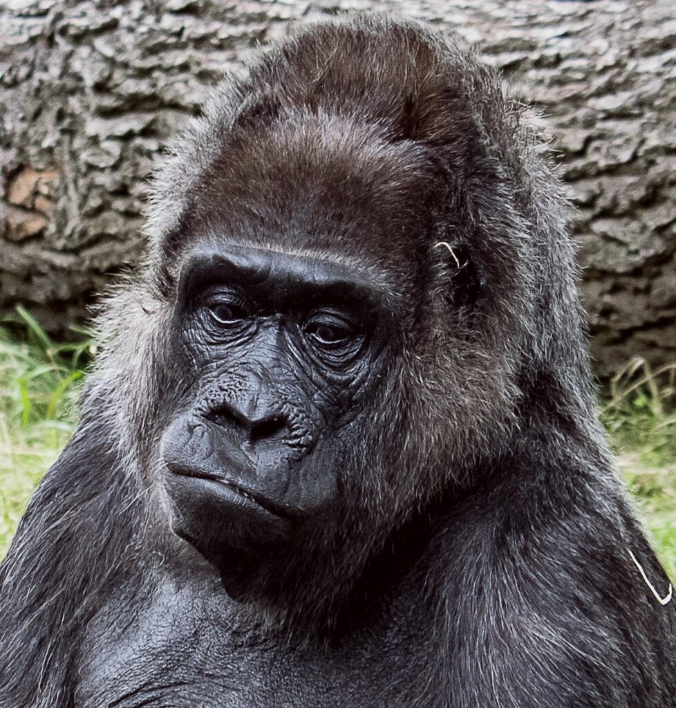 gorilla, mammal, animal, nature, wildlife, ape, portrait, zoo, zoo berlin
