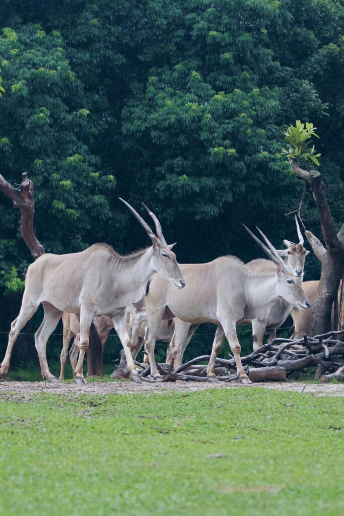 A herd of common elands grazing in a zoo enclosure surrounded by trees.